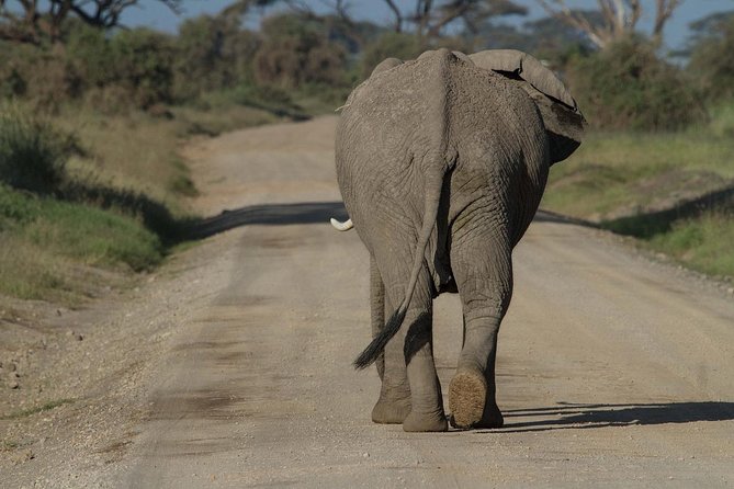 Amboseli Park & Kilimanjaro views Day tour - Amboseli National Park: big animals, real viewing time, and Kilimanjaro chances