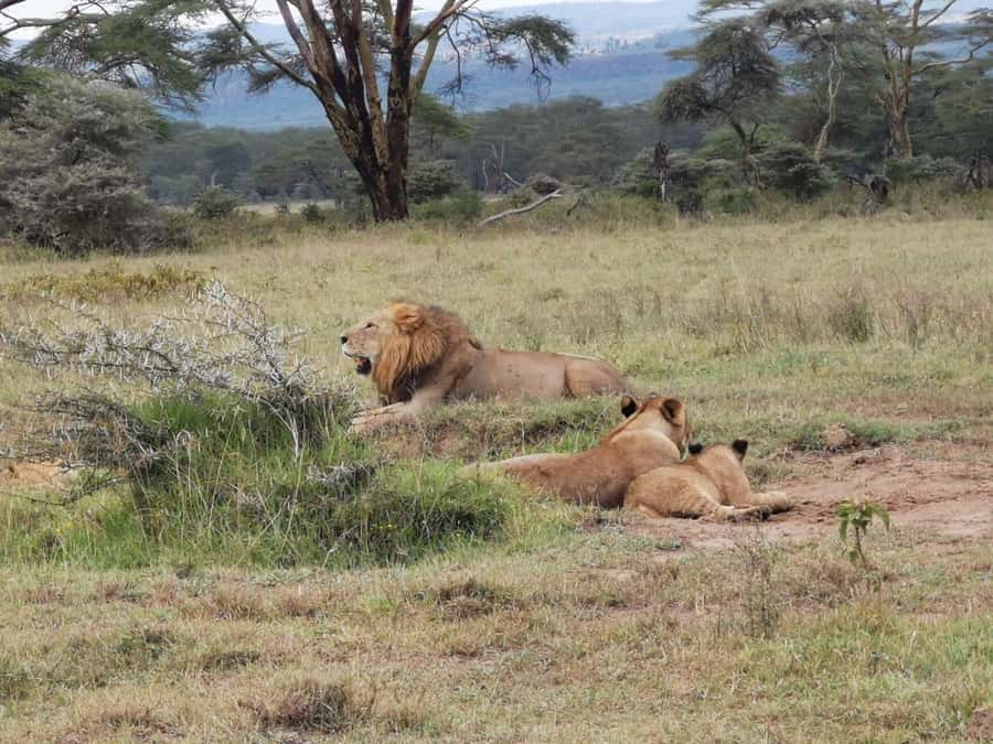 Amboseli Wildlife Day Tour And Masai Village Visit - Leaving Nairobi at 5am, then Emali’s road to Amboseli