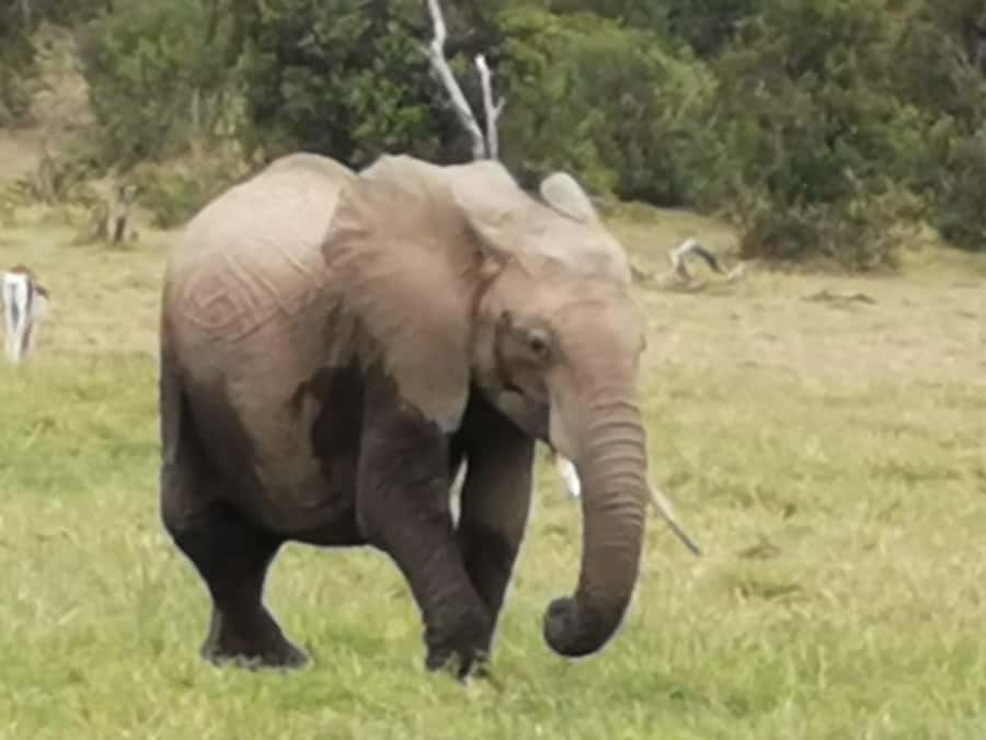Amboseli Wildlife Day Tour And Masai Village Visit - Elephant families under acacia trees: the main wildlife payoff