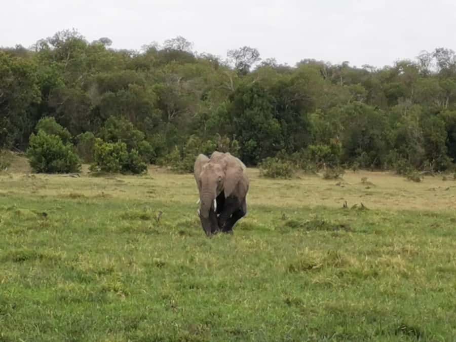 Amboseli Wildlife Day Tour And Masai Village Visit - The lunch at Kibo Super Lodge and resetting before Masai culture