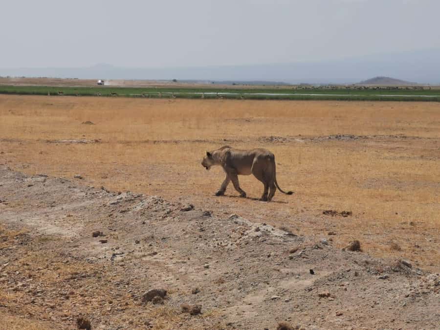 Amboseli Wildlife Day Tour And Masai Village Visit - Open-roof van, long hours, and how to pace yourself