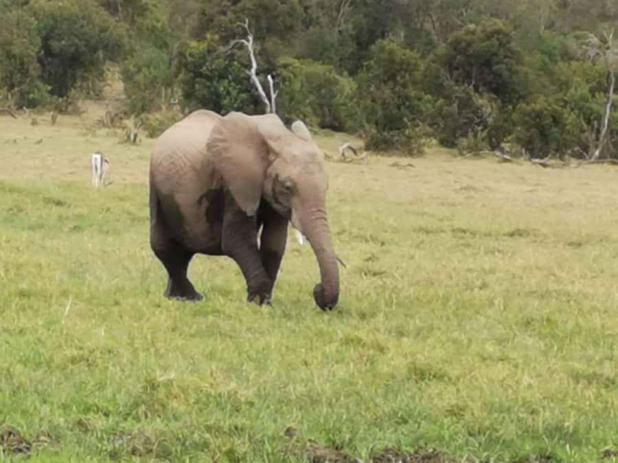 Amboseli Wildlife Day Tour And Masai Village Visit - The Kilimanjaro view: what makes Amboseli feel different