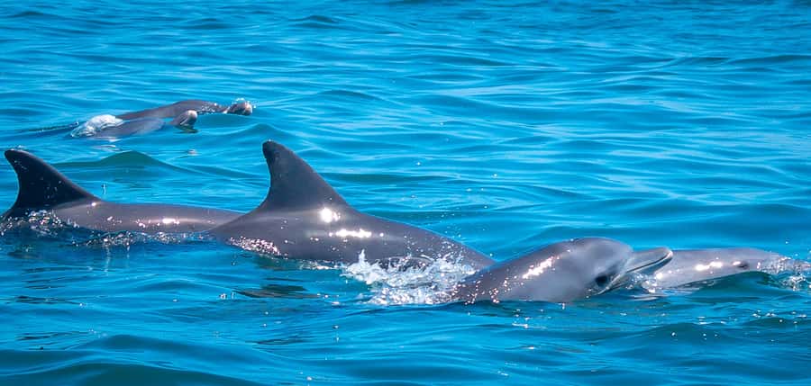 Blue Safari: Snorkeling at Watamu Marine Park & Seafood - Glass-bottom boat cruise and snorkeling stops: how to set good expectations