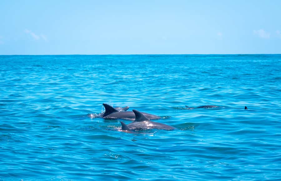Blue Safari: Snorkeling at Watamu Marine Park & Seafood - Island seafood lunch: the meal portion that earns the praise