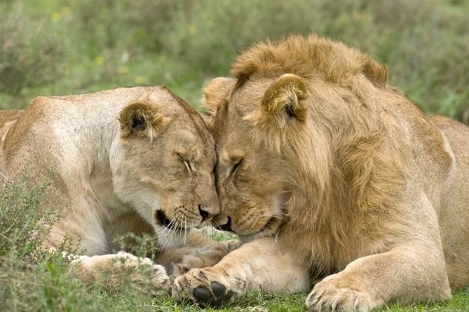 Classic Best Adventure In Kenya And Tanzania 2025 - Key Highlights You’ll Appreciate