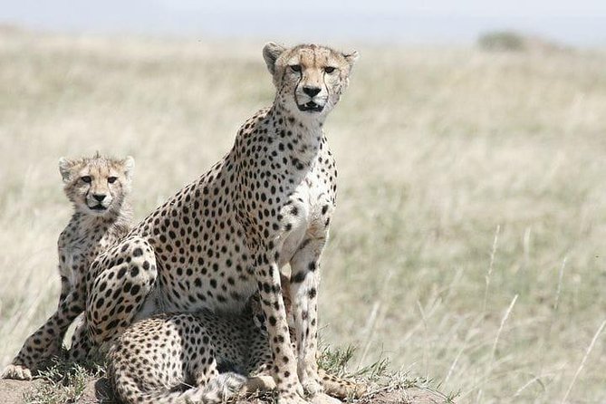 Classic Best Adventure In Kenya And Tanzania 2025 - Day 2 and 3 in Amboseli: Elephants, Plains, and Kilimanjaro Views