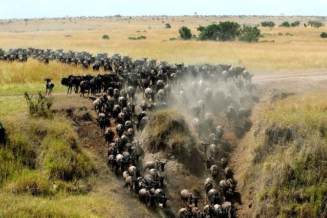 Classic Best Adventure In Kenya And Tanzania 2025 - Maasai Mara: Late Afternoon Drives, Full Day Predators, and Optional Balloon Time
