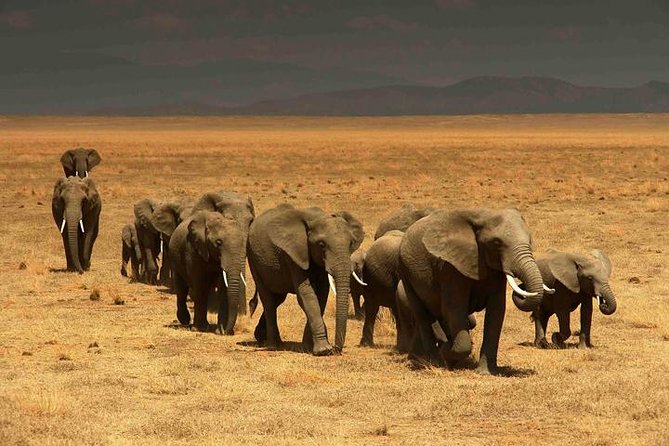 Classic Best Adventure In Kenya And Tanzania 2025 - What the Guides and Vehicle Setup Mean for Your Comfort