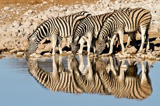 Classic Best Adventure In Kenya And Tanzania 2025 - Lake Manyara: Rift Valley Scenery and Tree Climbing Lions