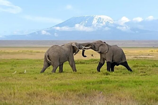 Classic Best of Kenya - Amboseli: Elephants, Big Views, and Kilimanjaro in the Background