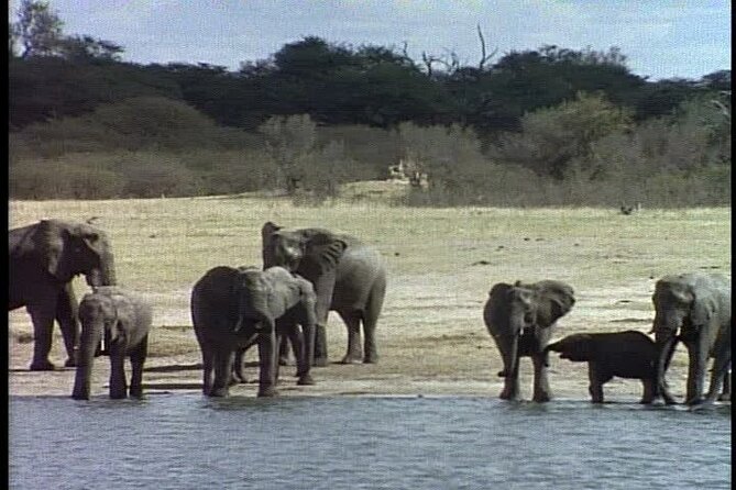 Classic Best of Kenya - The Camps, Meals, and the Little Rituals That Make It Work