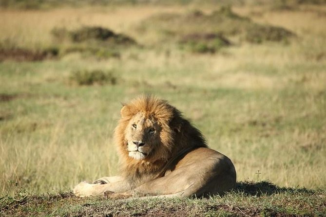 Classic Luxury 4 X 4 Masai Mara Safari - Classic Luxury 4x4, what that really means in Maasai Mara