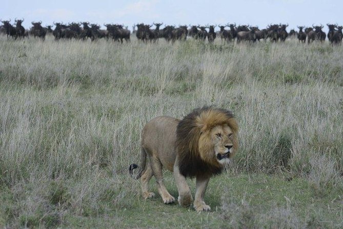 Classic Luxury 4 X 4 Masai Mara Safari - What you should pack and how to survive long safari days