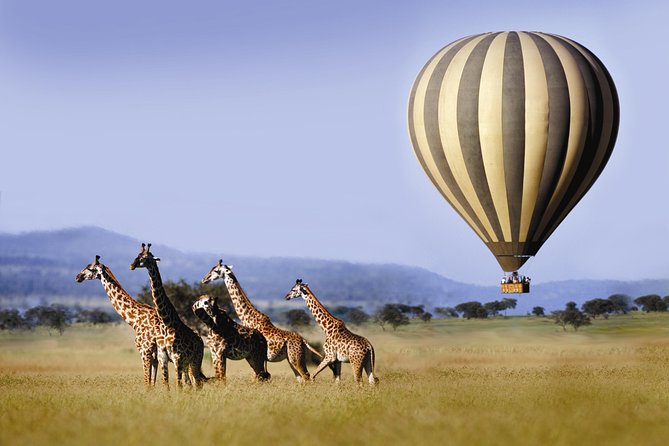 Classic Luxury 4 X 4 Masai Mara Safari - Price and value of a 4-day Mara safari at $1,700