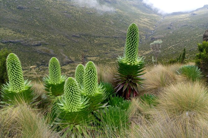 Climbing Mount Kenya 5 Days Via Chogoria Route - Your 5-day rhythm: from bamboo to Point Lenana at sunrise