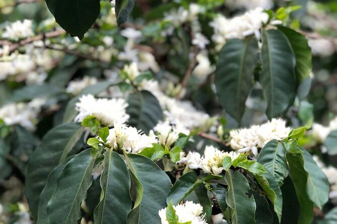 Coffee farm tour, coffee roasting and tasting experience - Roasting and Tasting: How to Make Your Bag Home Taste Better