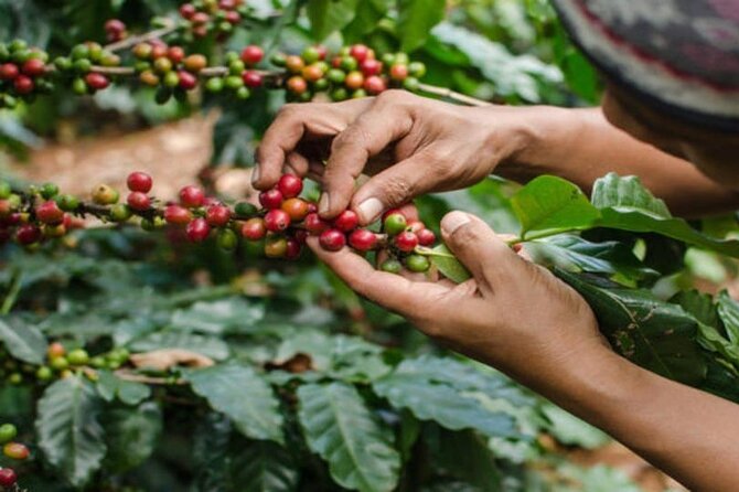 Coffee Farm Tour (Fairview) - Key highlights that make this coffee tour worth your time