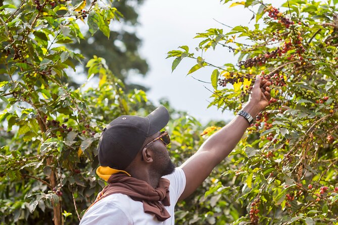 Coffee Farm Village & Factory Half Day Tour with Pick-Up - Your guide and driver team makes or breaks the day