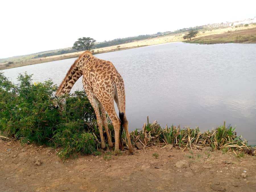 Crescent Island And Boat Ride Day Trip - Birds on Lake Naivasha: Water Eagles, Storks, and Calls You Can Hear