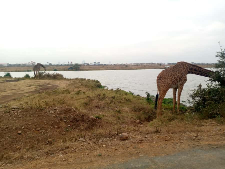 Crescent Island And Boat Ride Day Trip - Banana Boat Ride on Lake Naivasha: Your First Big Nature Hit