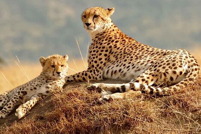 Daily departures 3 days masai mara by landcruiser - Nairobi to Maasai Mara, and why the timing actually works