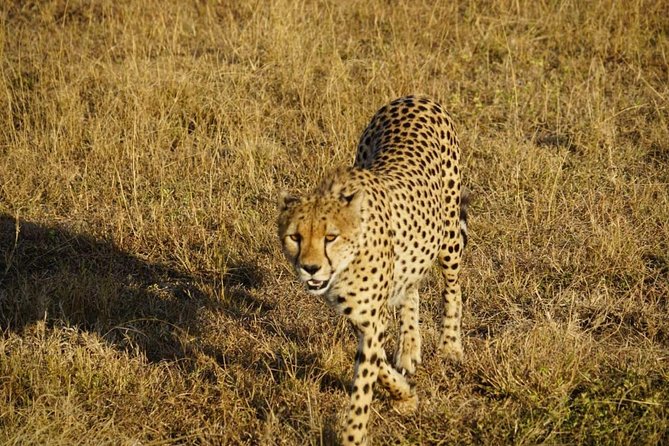 Daily departures 3 days masai mara by landcruiser - Olailepo Mara Camp: what tented camping gets right