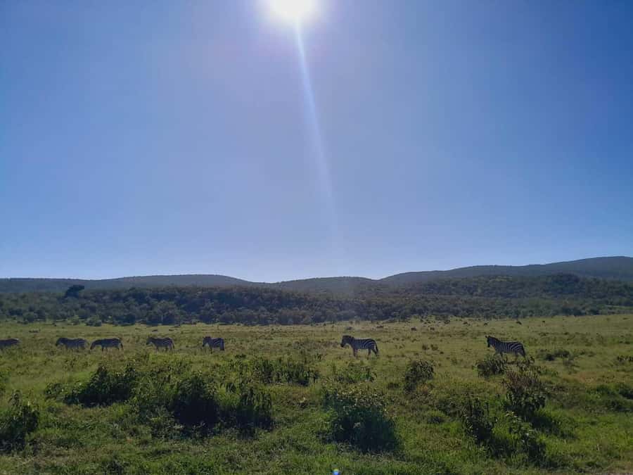 Daily Hell's gate National Park Ebike Cycling - Maasai market visit: culture, crafts, and respectful interaction