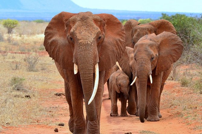 David Sheldrick Elephant Orphanage Half-Day Tour in Nairobi - The 9:30 AM pickup and why timing is everything