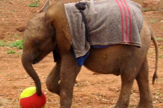 David Sheldrick Elephant Orphanage Half-Day Tour in Nairobi - Inside the open-air center: feeding, water play, and keeper hugs