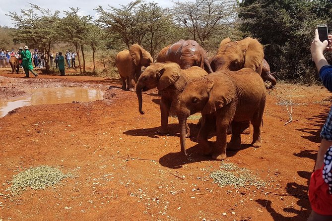 David Sheldrick Elephant Orphanage Half-Day Tour in Nairobi - Extra stops, like a beads factory, and how to treat them