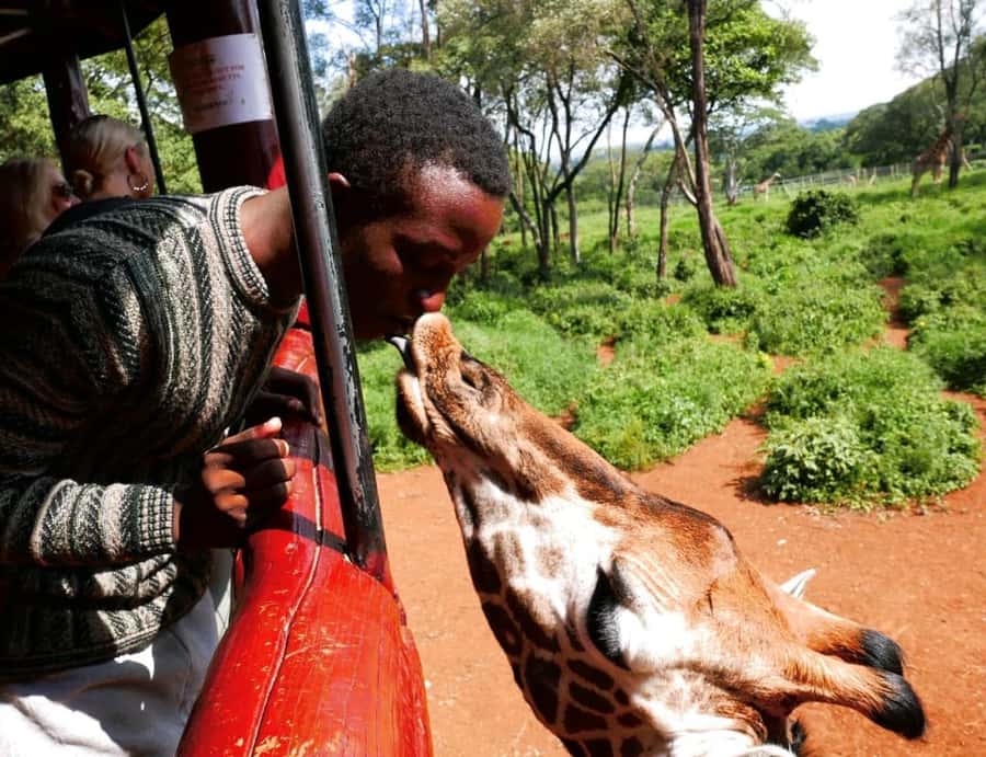 David Sheldrick Wildlife Trust & Giraffe Center with Lunch - Half-day Nairobi, big animal energy in 5 hours