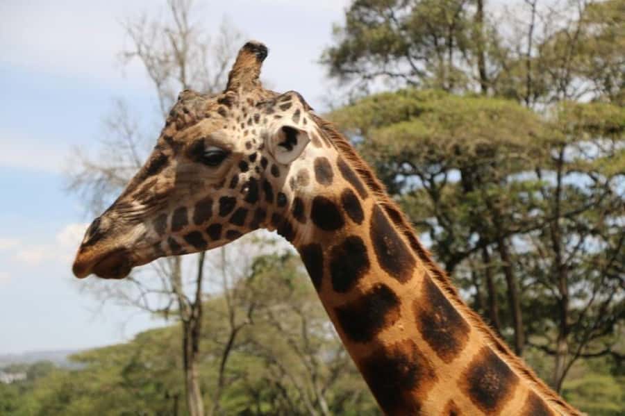 David Sheldrick Wildlife Trust & Giraffe Center with Lunch - Carnivore restaurant lunch: exotic meat, roasted and carved at your table
