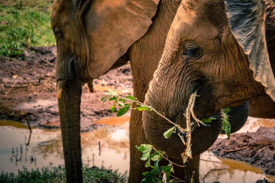 David Sheldrick Wildlife Trust & Giraffe Center with Lunch - The guide and the vehicle make a real difference in Nairobi