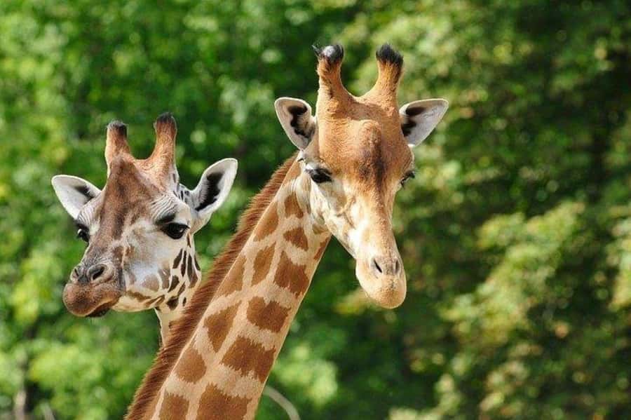 David Sheldrick Wildlife Trust & Giraffe Center with Lunch - Who should book this tour, and who should skip it