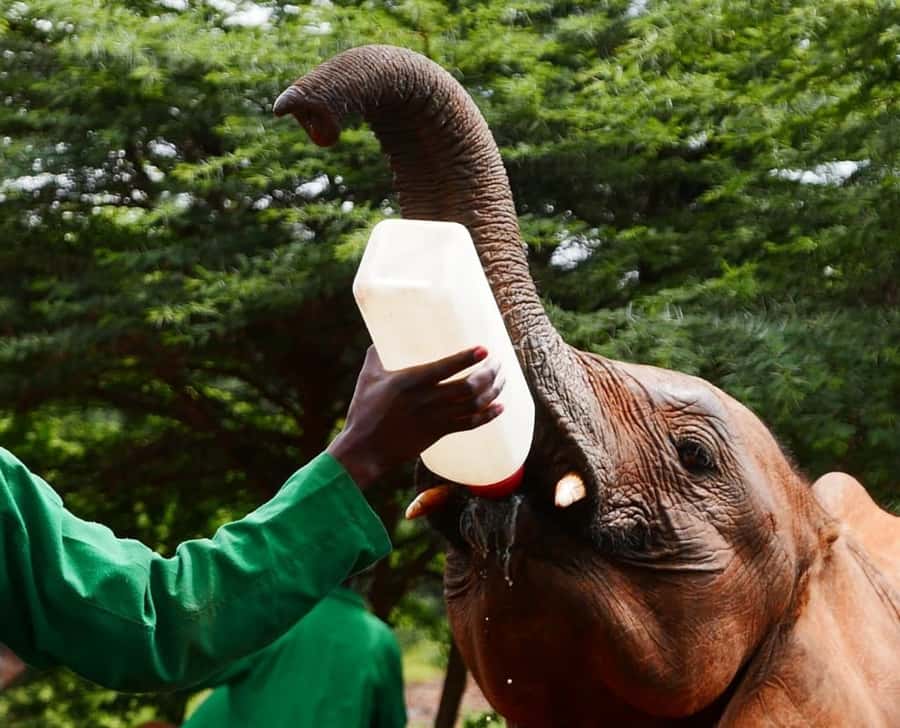 David Sheldrick Wildlife Trust & Giraffe Center with Lunch - FAQ