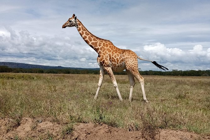 Day Safari; Amboseli National Park from Nairobi. - The private Nairobi drive: A/C comfort and WiFi for the long haul