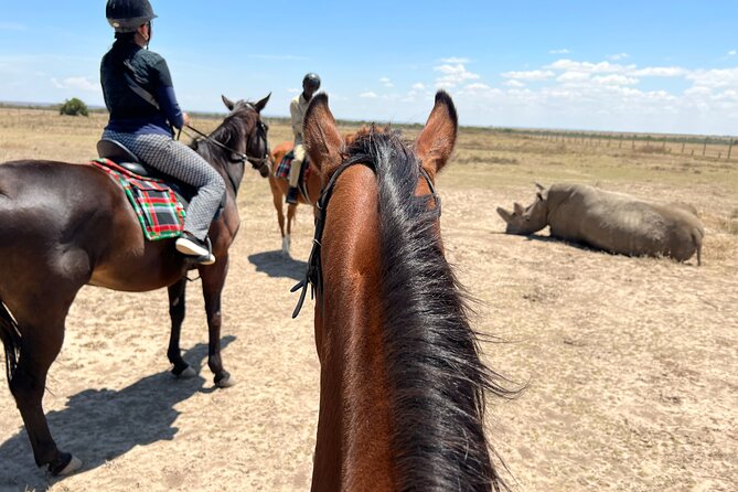 Day safari to Olpejeta Rhino conservancy - Nairobi sunrise to Nanyuki, then Ol Pejeta: the pacing that works