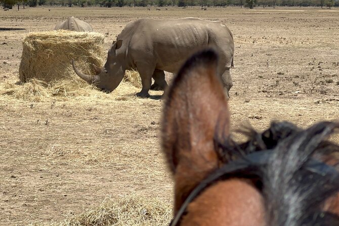 Day safari to Olpejeta Rhino conservancy - The 90,000-acre game drive: the odds game you’ll enjoy playing
