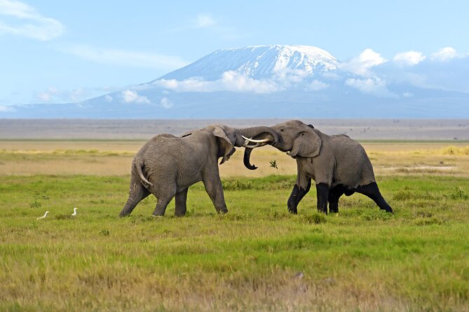 Day Tour - Amboseli National Park From Nairobi - Key Points to Know Before You Go