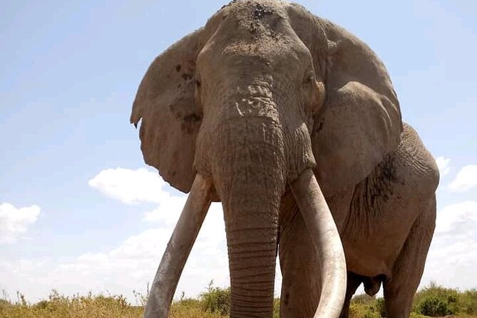 Day Tour - Amboseli National Park From Nairobi - How to Think About Wildlife Viewing (So the Day Feels Worth It)