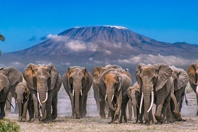 Day Tour - Amboseli National Park From Nairobi - Optional Maasai Village Visit: Cultural Add-On With a Simple Choice