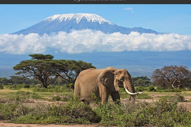 Day Tour - Amboseli National Park From Nairobi - Pickup, Timing, and the Drive That Sets the Tone