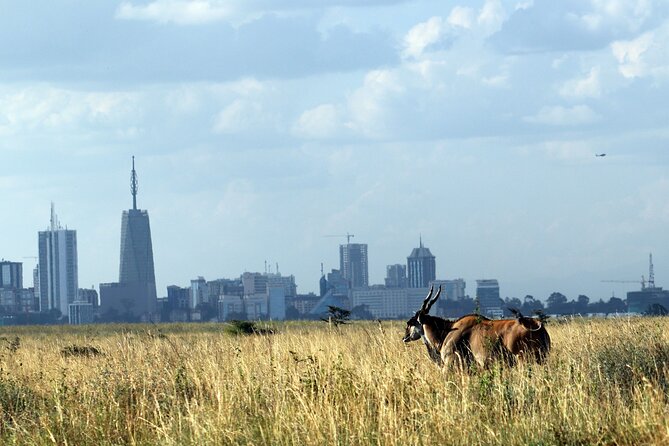 Day Tour at Nairobi National Park and Giraffe Centre - Key Highlights You Should Know Before You Go