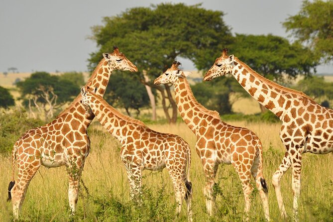 Day Tour at Nairobi National Park and Giraffe Centre - Exiting at 11:00 am: The Smooth Turn Toward Lunch