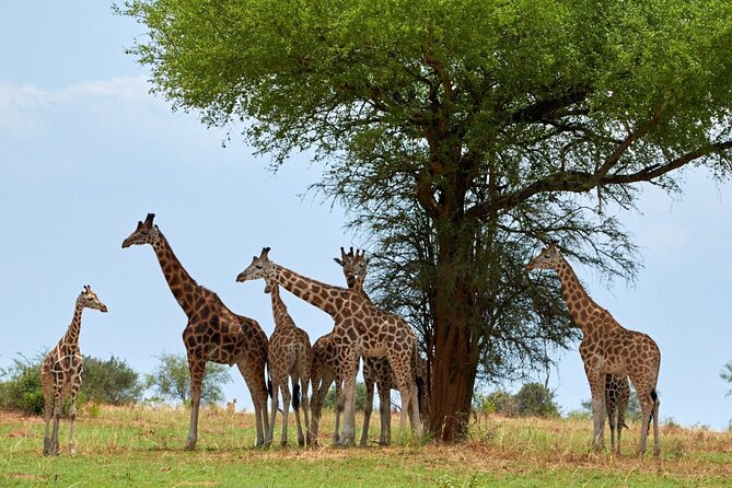 Day Tour at Nairobi National Park and Giraffe Centre - Giraffe Centre: Rothschild Giraffe Learning With a Conservation Mission