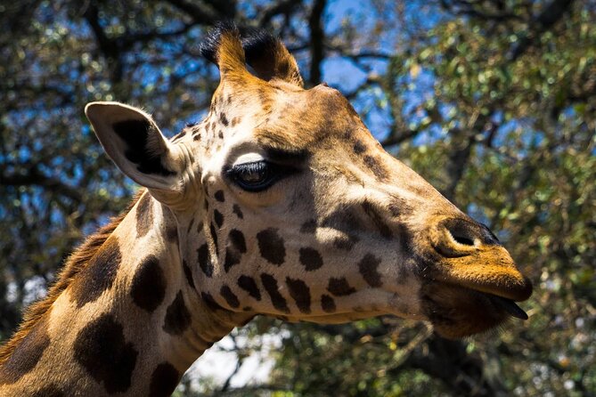 Day Tour at Nairobi National Park and Giraffe Centre - Guides and Group Style: What Makes It Feel Like a Real Safari Day