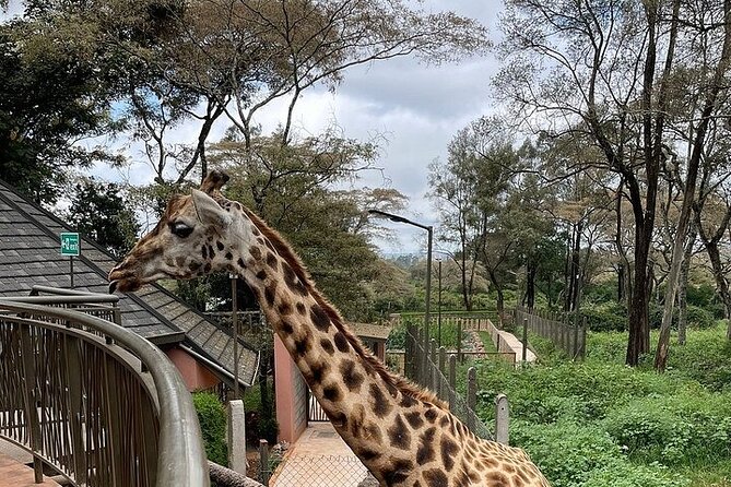 Day Tour at Nairobi National Park and Giraffe Centre - Nairobi National Park Game Drive: Big Five Territory Near the City