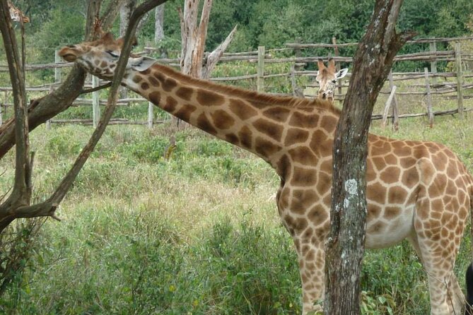Day Tour Giraffe Center, Karen blixen and Lunch at Carnivore - A Nairobi day that mixes three different moods