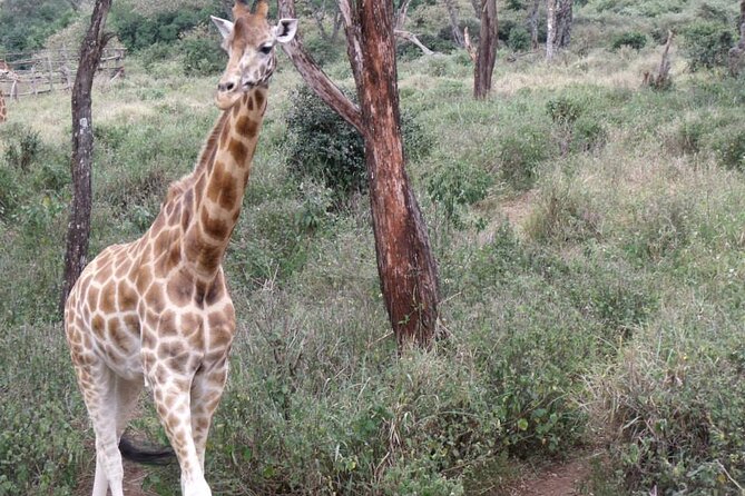 Day Tour Giraffe Center, Karen blixen and Lunch at Carnivore - Lunch at Carnivore and Simba Saloon: meat lovers plus real vegetarian options