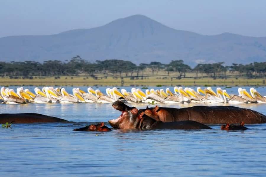 Day tour Hells gate and lake Naivasha from Nairobi - Hell’s Gate and Lake Naivasha, in One Busy 8-Hour Day